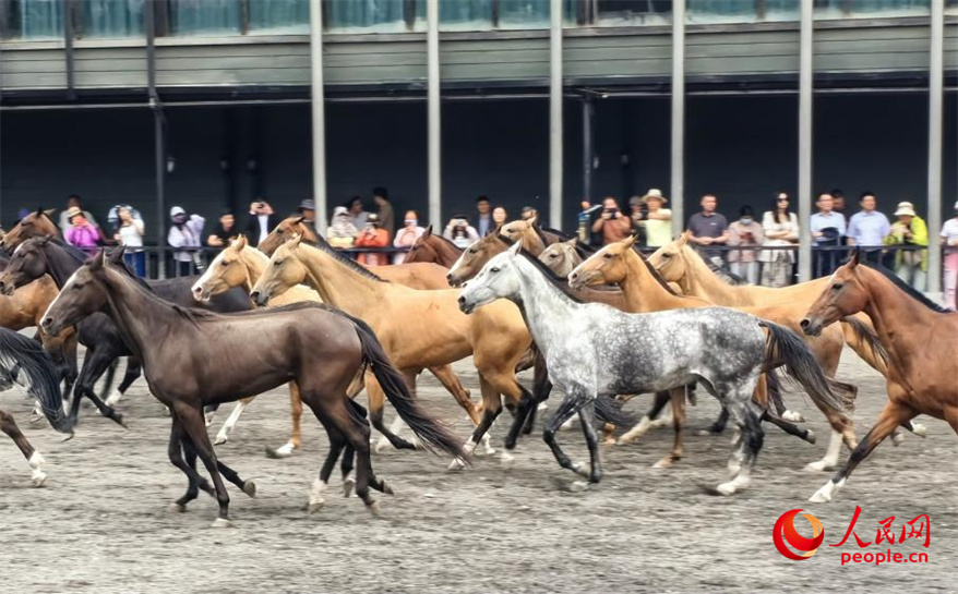 パークの砂地を駆け回る「汗血馬」（撮影・韓婷）。