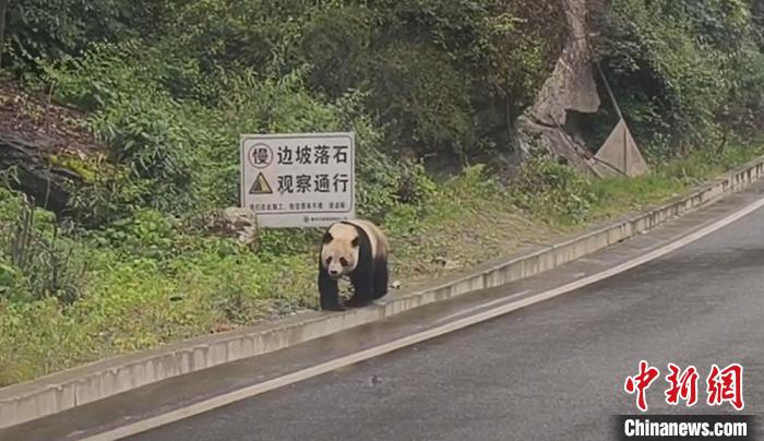 ドライバーが撮影した野生のパンダ（写真提供・宝興県党委員会宣伝部）。