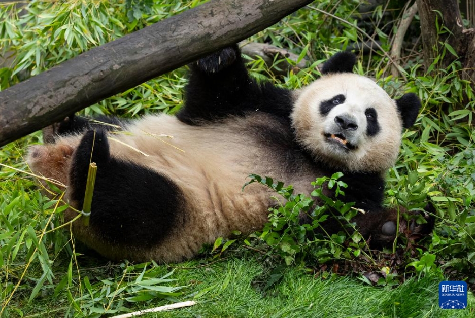 パンダの「雲川」と「鑫宝」が米国サンディエゴ動物園の環境にうまく順応