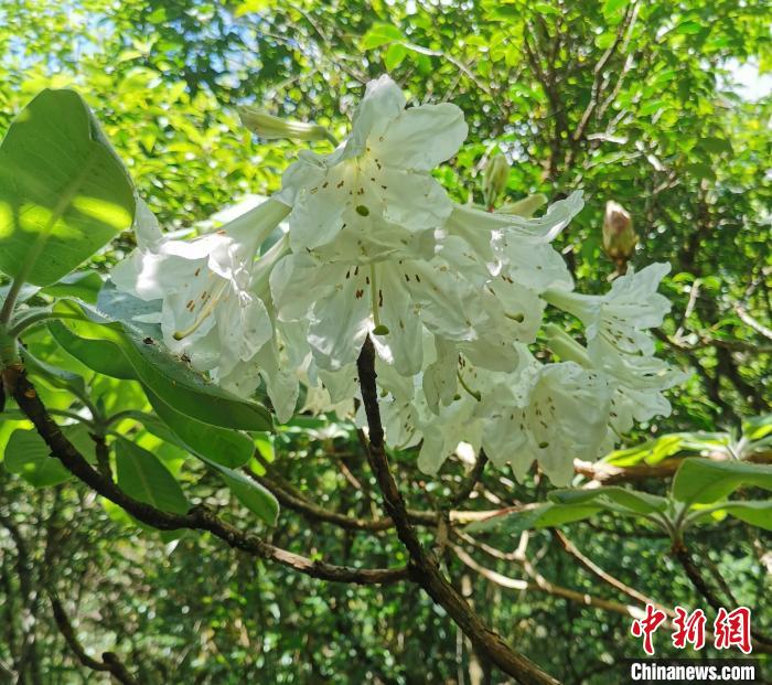 自然保護区の職員がパトロール中に発見した小渓洞杜鵑（写真提供・炎陵県党委員会宣伝部）。