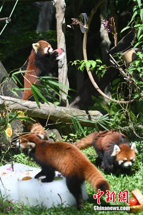 高温が続く広東省広州で動物たちに「ひんやり」届ける