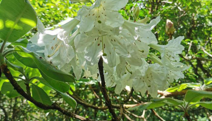 湖南省で「植物界のパンダ」と呼ばれる「小渓洞杜鵑」を確認                    湖南省株洲市炎陵県桃源洞自然保護区の職員が最近、パトロール中にツツジ科の植物・小渓洞杜鵑（Rhododendron xiaoxidongense W. K. Hu)が美しい花を咲かせているのを発見した。雪のように白く、とても清楚な雰囲気を漂わせ、高い鑑賞価値を備えている。詳細>
