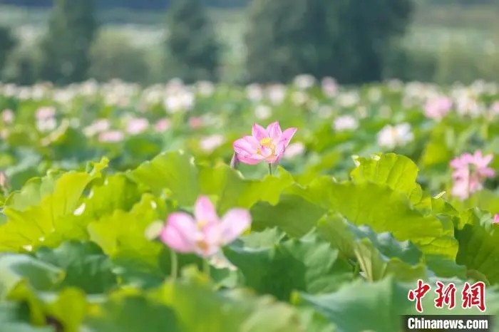 美しく咲き誇る蓮の花（撮影・劉力鑫）。