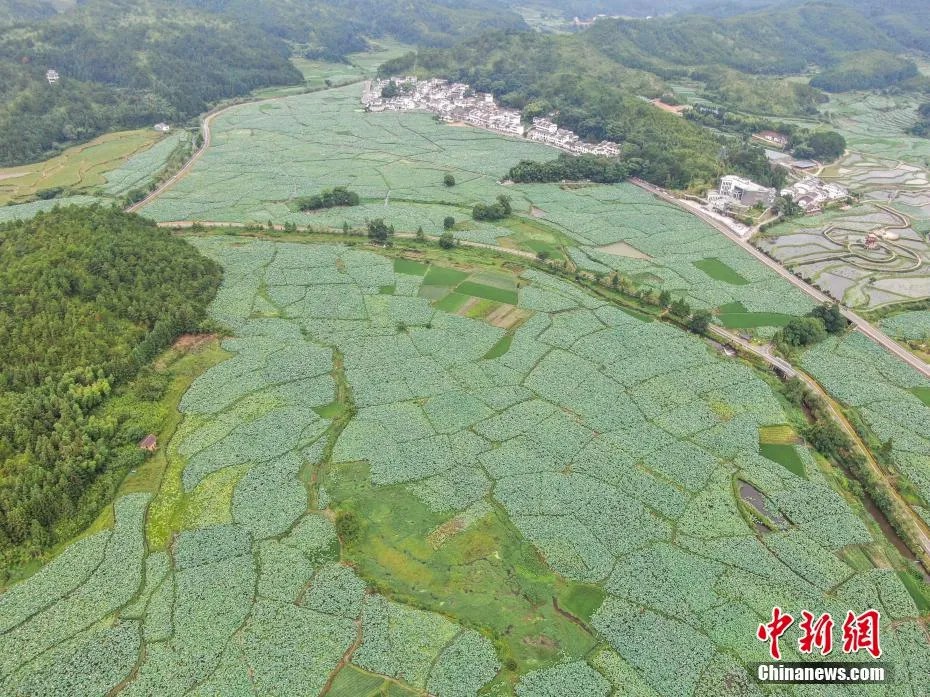 ギネス世界記録の認定を受けた「世界最大面積の蓮池」（撮影・劉力鑫）。