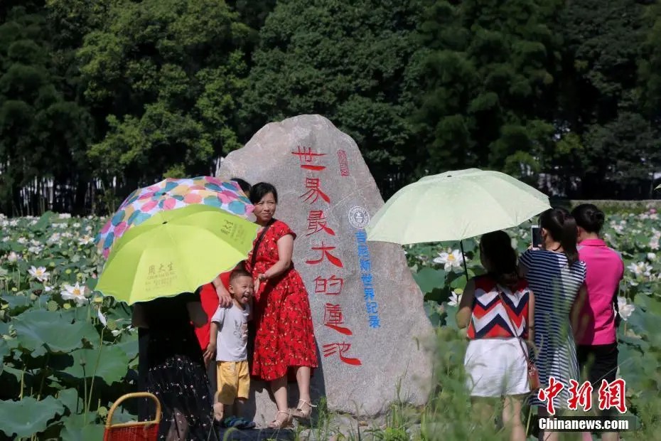 広昌県驛前鎮姚西村景勝地の「世界最大面積の蓮池」で記念撮影する観光客（撮影・任海霞）。