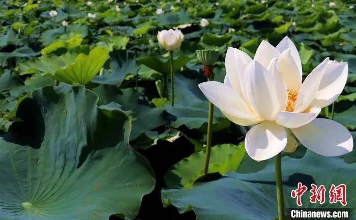 蓮の花が美しく咲き誇る蓮池（撮影・高雅）。