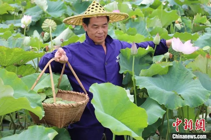 成熟した蓮の花托を収穫する男性（撮影・熊錦陽）。