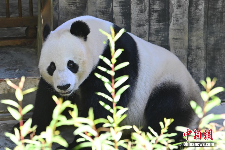 中国ライフを満喫する米国生まれのジャイアントパンダ「小礼物」　四川省九寨溝