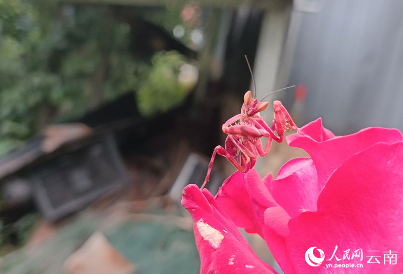 雲南省・寧洱で発見された赤いカマキリ。（撮影・方稷）