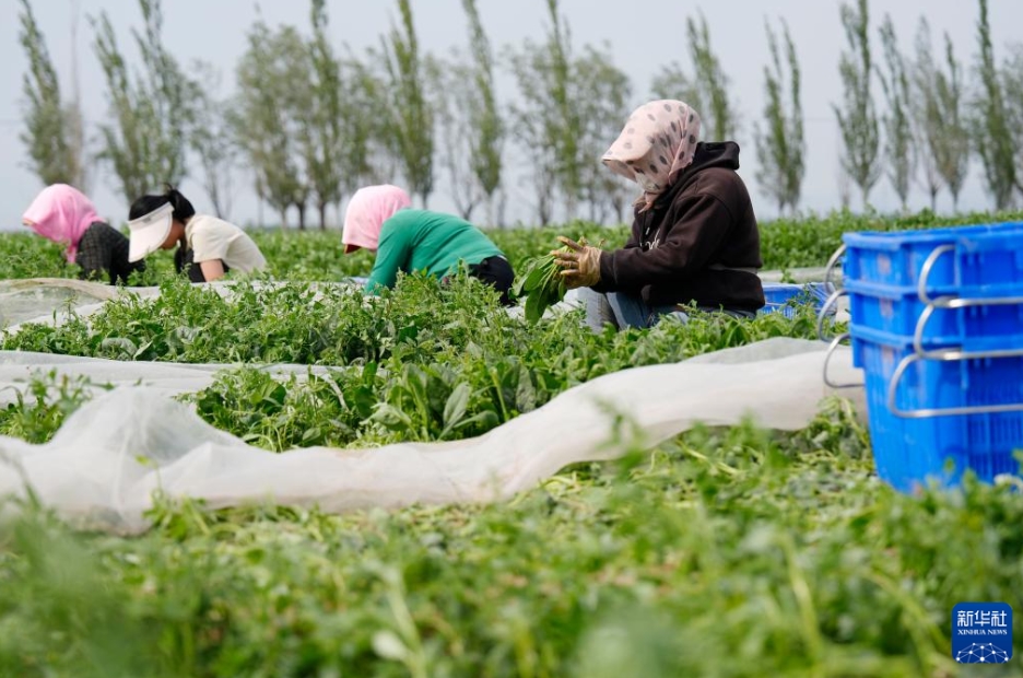 高冷地野菜の出荷最盛期に　寧夏・固原