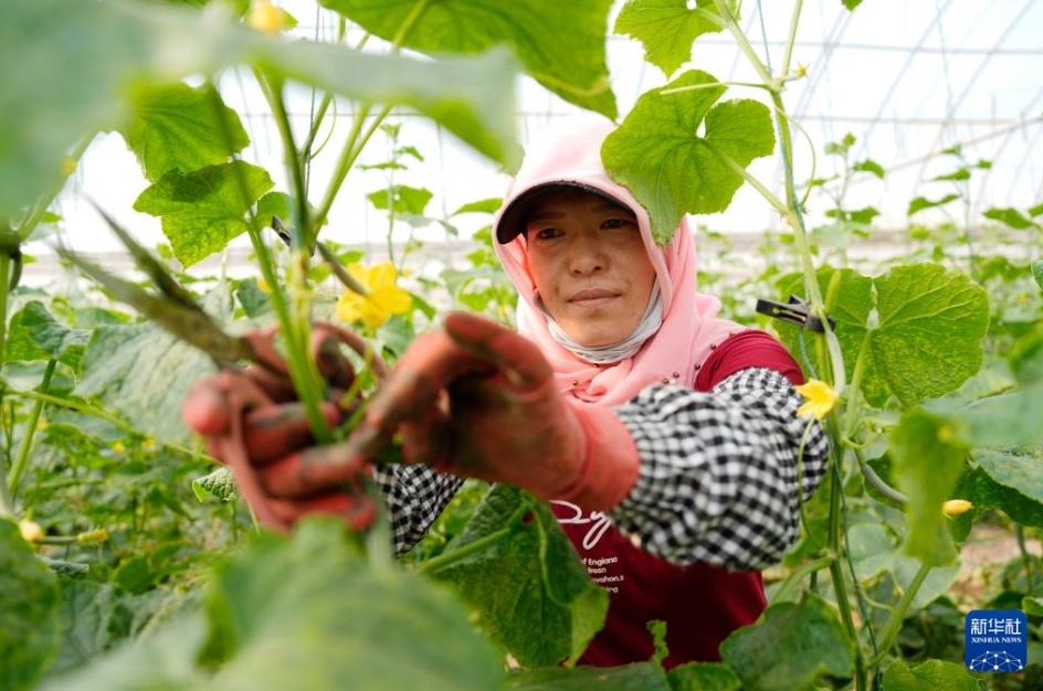 高冷地野菜の出荷最盛期に　寧夏・固原