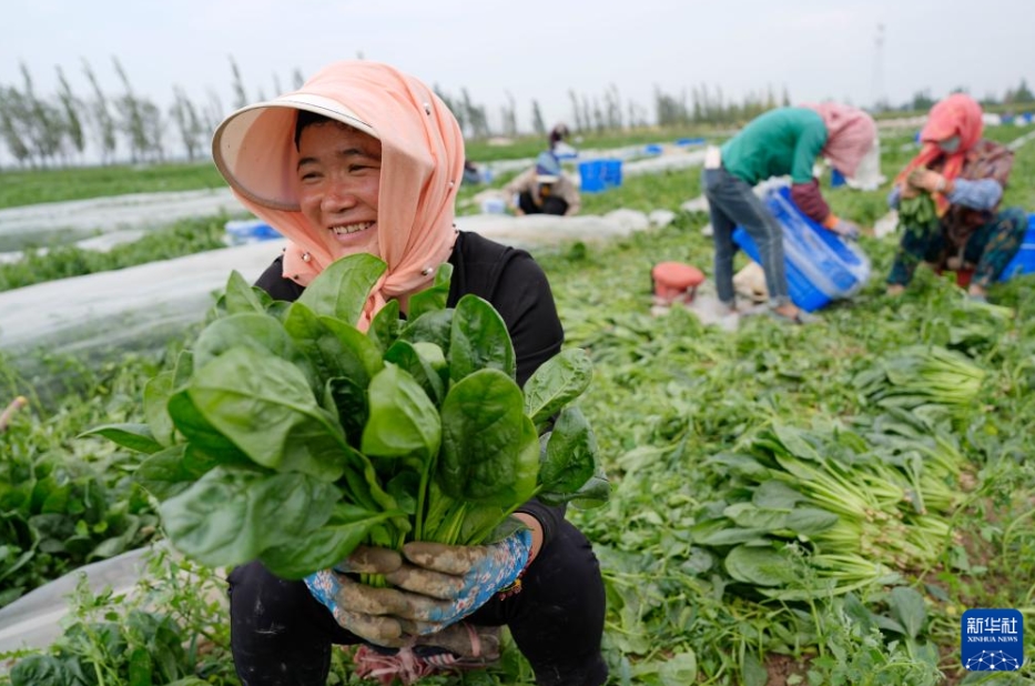 高冷地野菜の出荷最盛期に　寧夏・固原