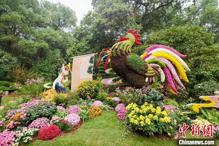 杭州植物園で菊花展が開幕、多彩な品種で表現する園芸の魅力　浙江省杭州