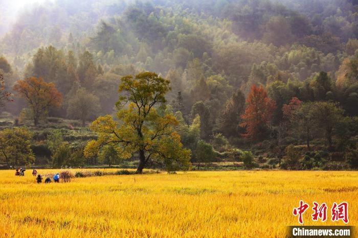 10月29日、稲が黄金色に染まり美しい秋景色が広がる安徽省黄山市黟県宏村鎮塔川村。撮影・方龍