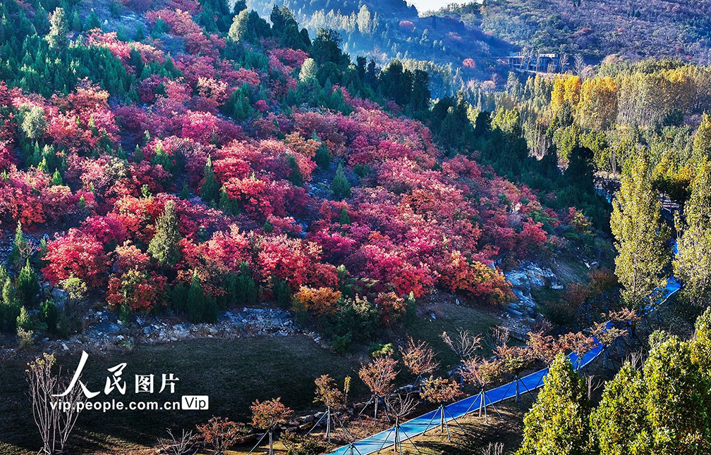 農村の道を彩る美しい紅葉　山東省棗荘