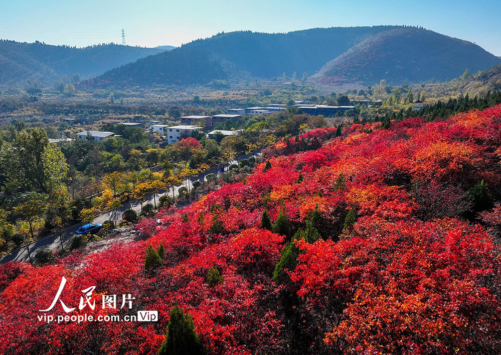 農村の道を彩る美しい紅葉　山東省棗荘