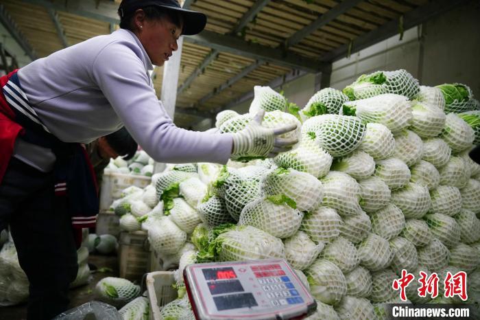 中国-ラオス鉄道で東南アジアの食卓へ運ばれる通海県の野菜　雲南省