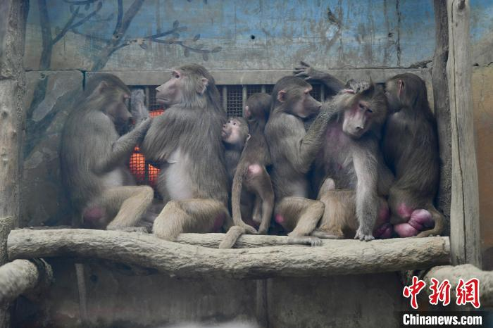 電気ストーブの前に集まる成都動物園のヒヒ（12月24日撮影・張浪）。