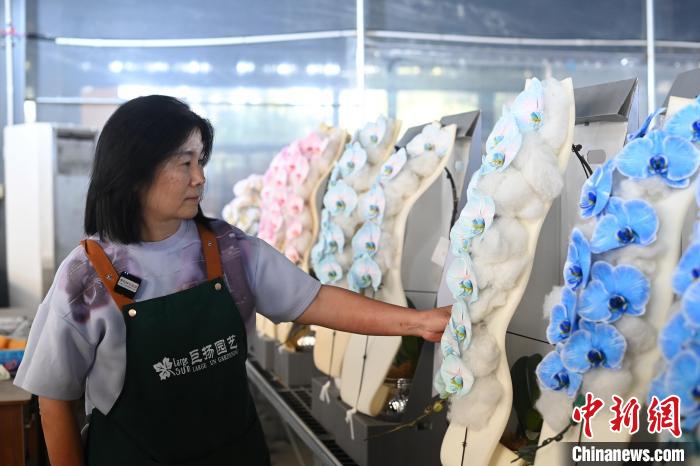 春節に備え、胡蝶蘭が出荷　広東省