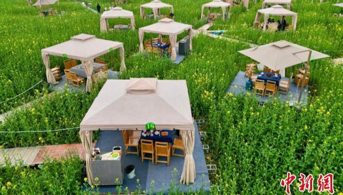 菜の花畑で食べる火鍋は春の味？　四川省成都                    四川省成都市崇州黎壩村の広大な菜の花畑には3月2日、数十卓の火鍋テーブルがあちこちに置かれ、「菜の花畑で火鍋」を体験するために大勢の観光客が訪れていた。詳細>