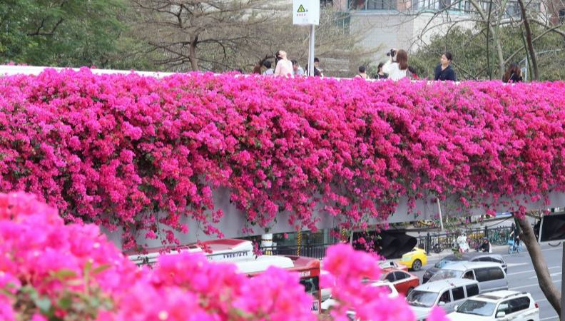 広州に春到来　ブーゲンビリアが咲き乱れる歩道橋                    一足早く春が到来している広東省広州市では、歩道橋に植えられたブーゲンビリアがピンクや鮮やかな赤の花を一斉に咲かせ、「空中の花回廊」へと華麗なる変身を遂げている。詳細>