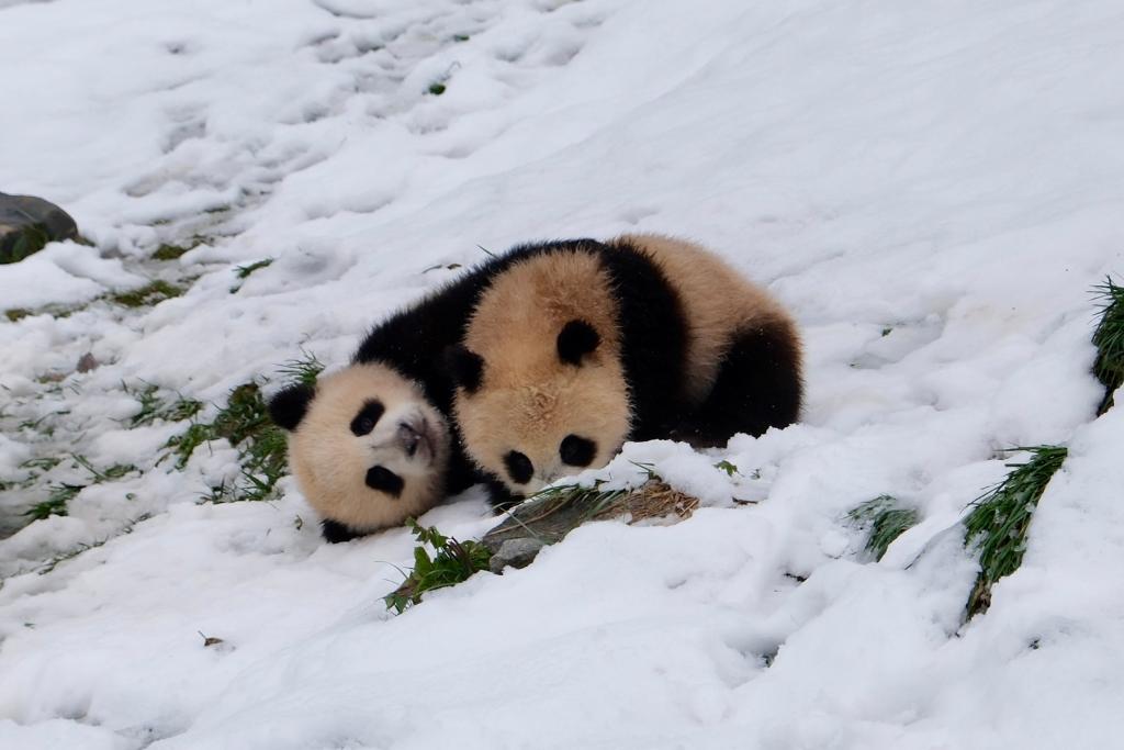 中国ジャイアントパンダ保護研究センター臥竜神樹坪基地で1日、雪の中で遊ぶ2頭の子パンダ。撮影・張雅雯