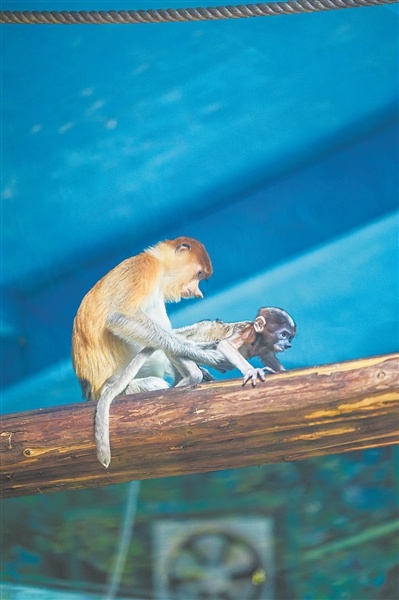 テングザルとその赤ちゃん。画像提供：広州長隆野生動物世界