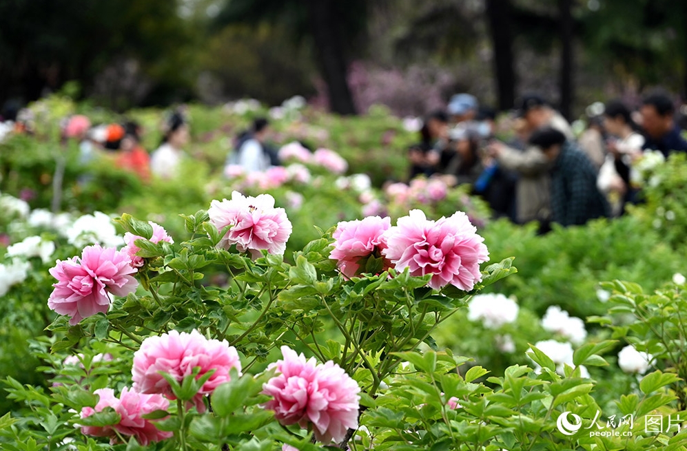 花が次々と開花し、心躍る春シーズン到来