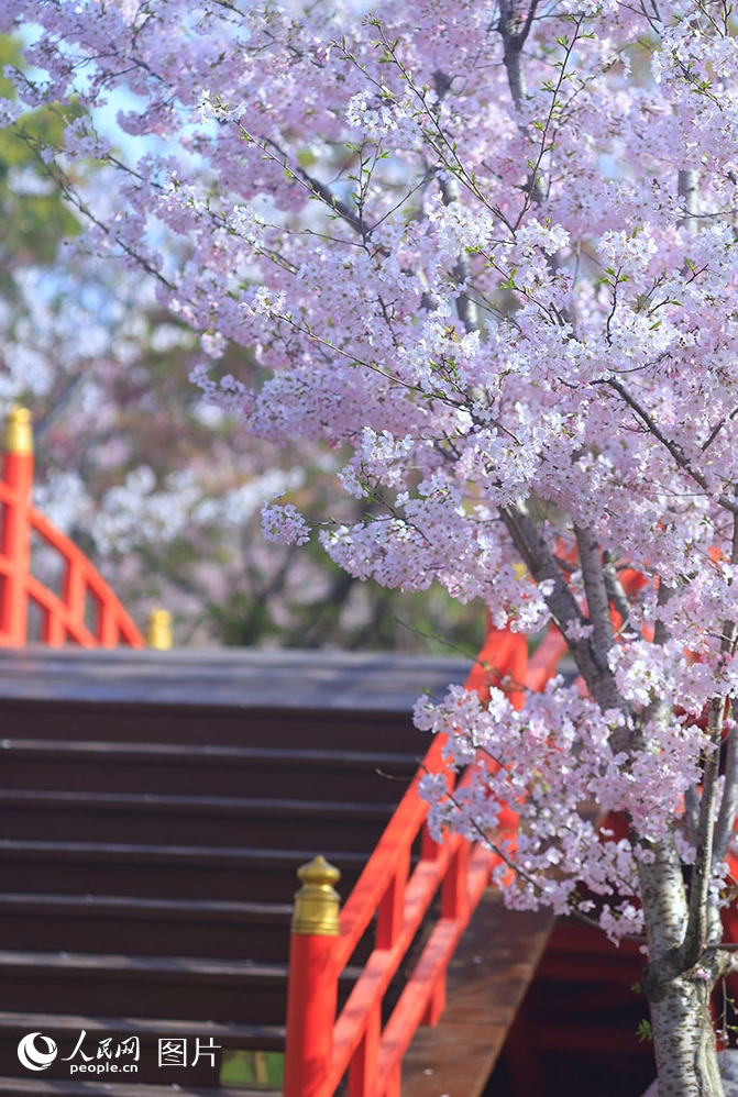 花が次々と開花し、心躍る春シーズン到来