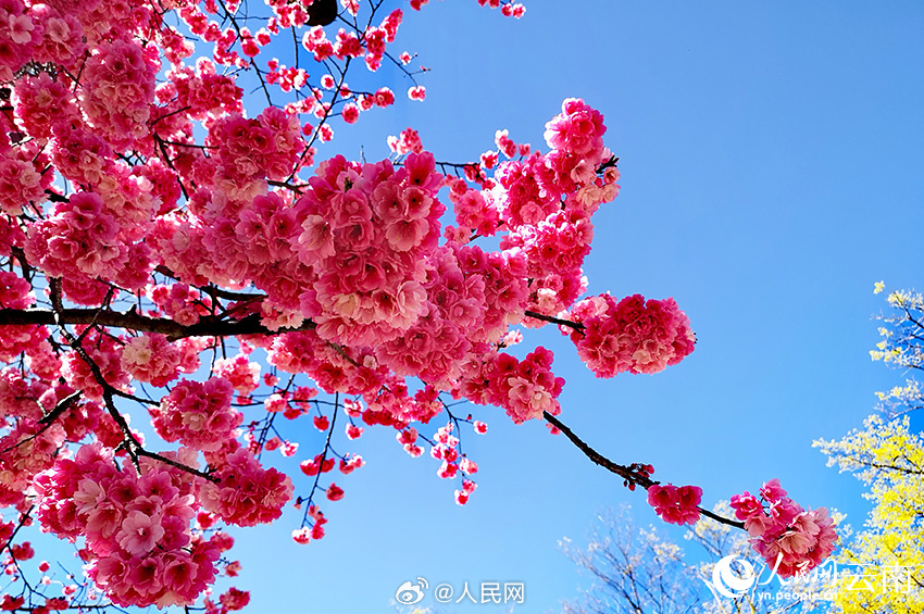 ピンクの桜と雪山が織りなす景色が美しい雲南省麗江