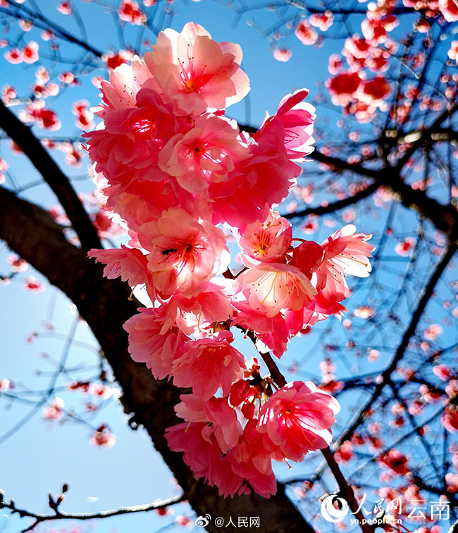 ピンクの桜と雪山が織りなす景色が美しい雲南省麗江