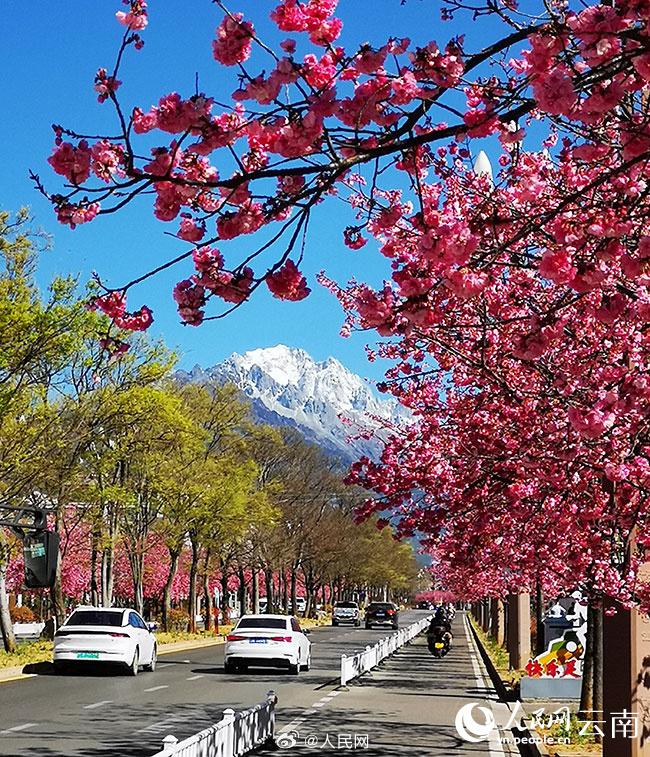 ピンクの桜と雪山が織りなす景色が美しい雲南省麗江