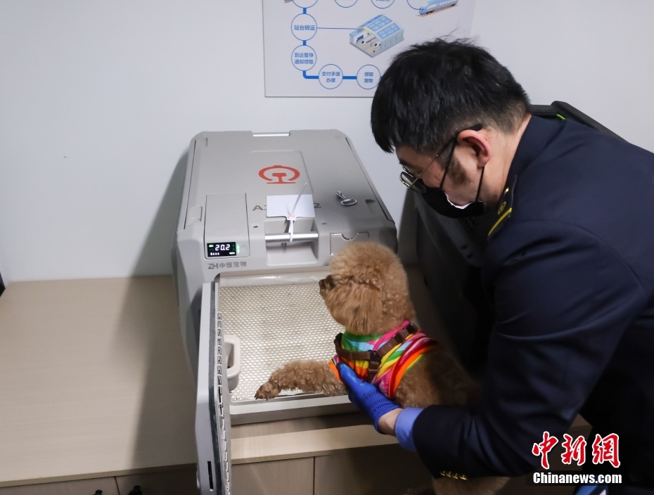 中国初の高速列車ペット預かりサービスが10日から本格的にスタート