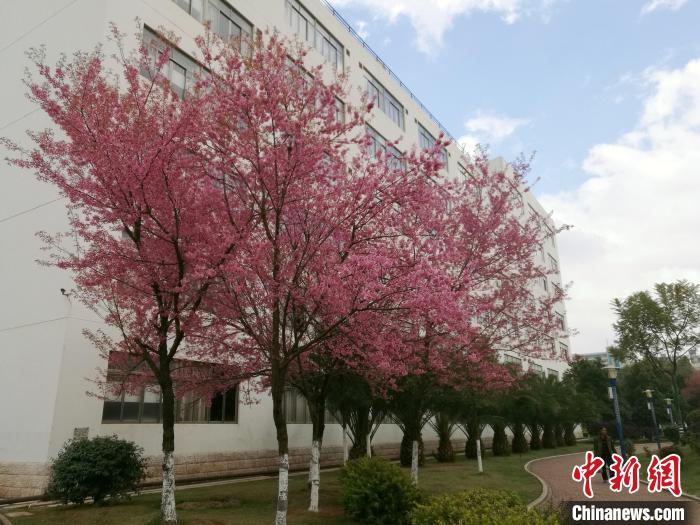 雲南省の冬桜が満開する様子。写真提供：柏斌氏