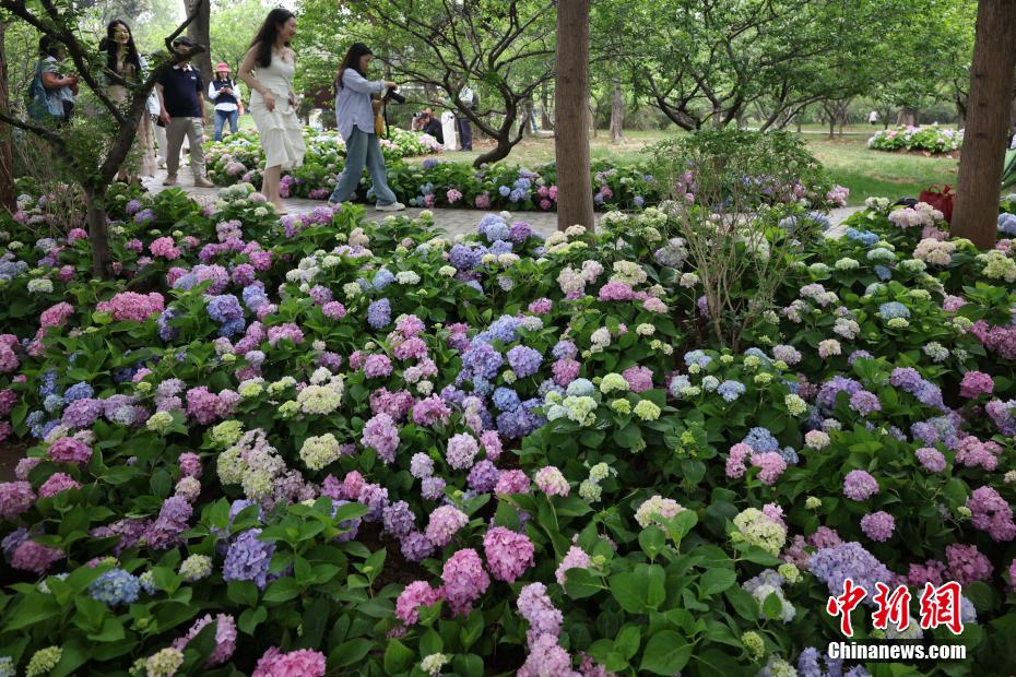 アジサイが満開を迎えた南京明孝陵の燕雀湖畔　江蘇省