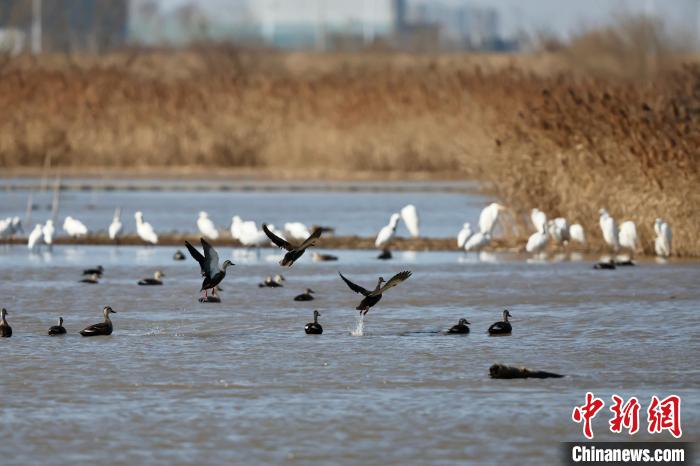 1月27日には、浙江省紹興市上虞区北部の干潟湿地で、カモやクロツラヘラサギなどが水上で休息している様子。（撮影・項菁）