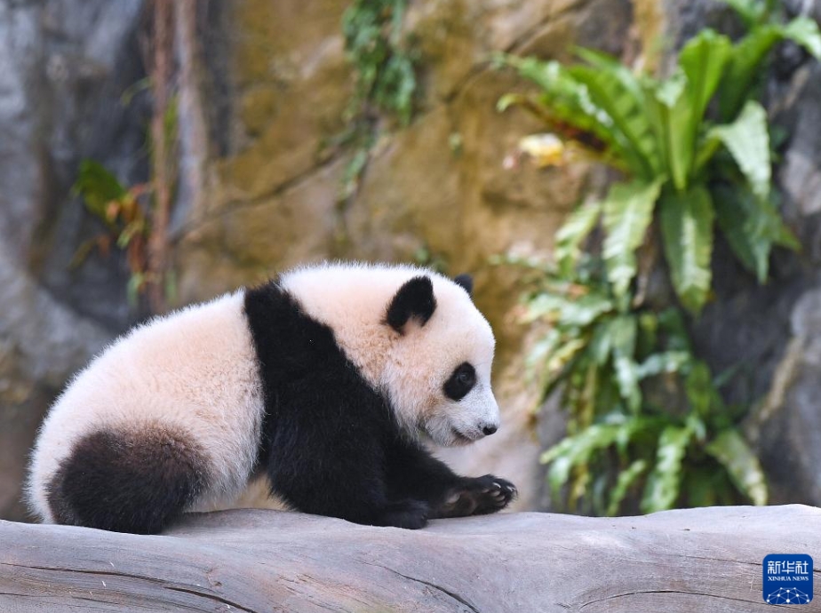 香港オーシャンパークの双子の赤ちゃんパンダの名前が「加加」と「得得」に決定