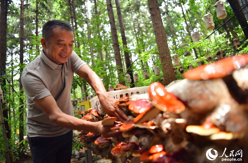 葉の茂る木々の下でキクラゲや生薬を栽培　江西省広昌