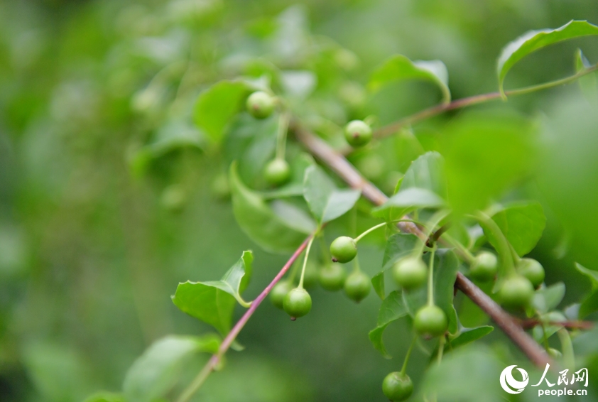 葉の茂る木々の下でキクラゲや生薬を栽培　江西省広昌