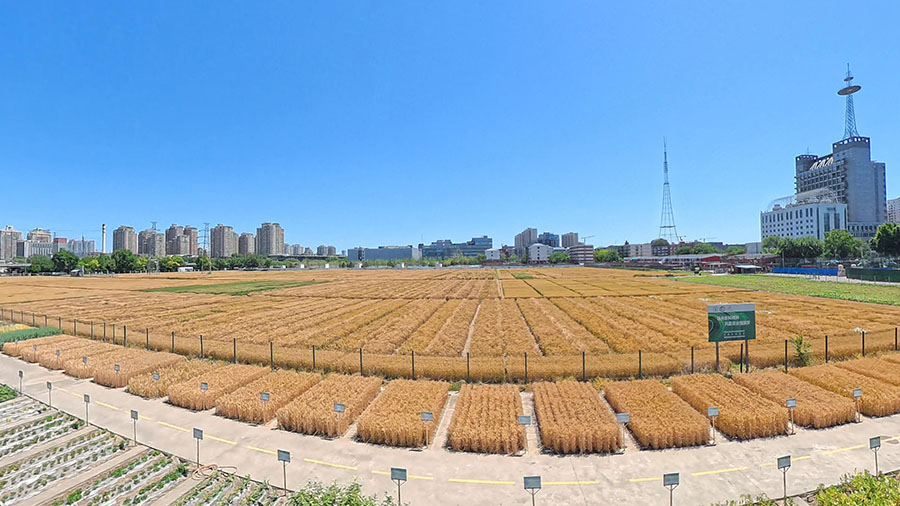 北京の「最も地価の高い麦畑」　まもなく収穫シーズンに