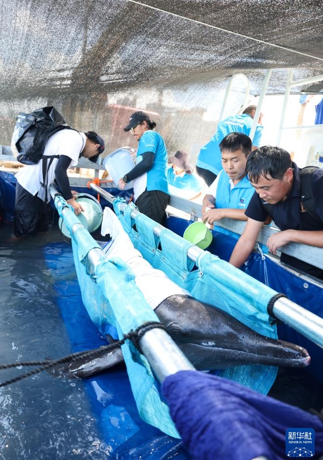 保護されたシワハイルカ「陽陽」を海に放流　海南三亜