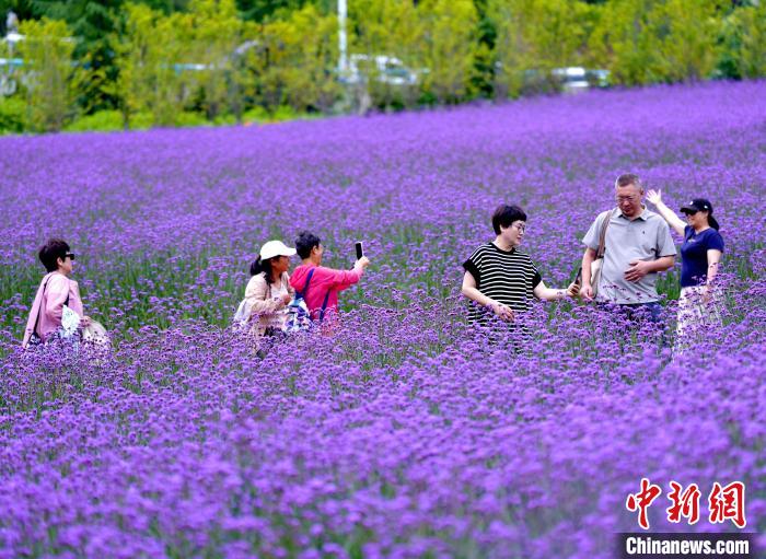 パープルの「花の海」が多くの観光客を魅了　湖北省巴東