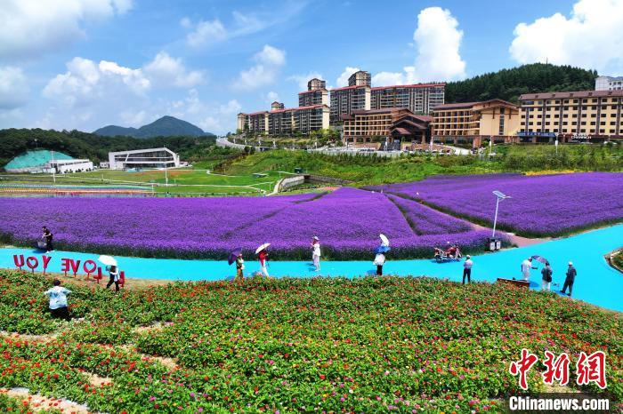 パープルの「花の海」が多くの観光客を魅了　湖北省巴東