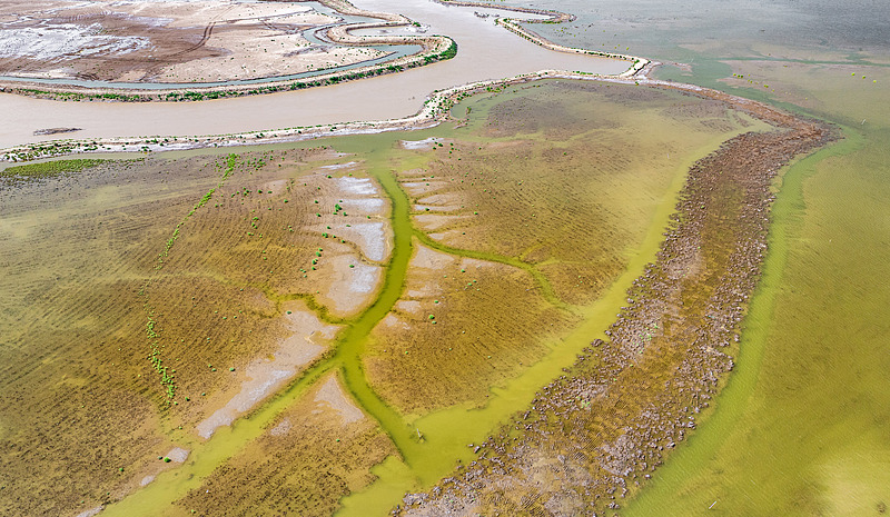 浅瀬をうねる竜のような「潮汐樹」が黄海の湿地に出現　江蘇省塩城