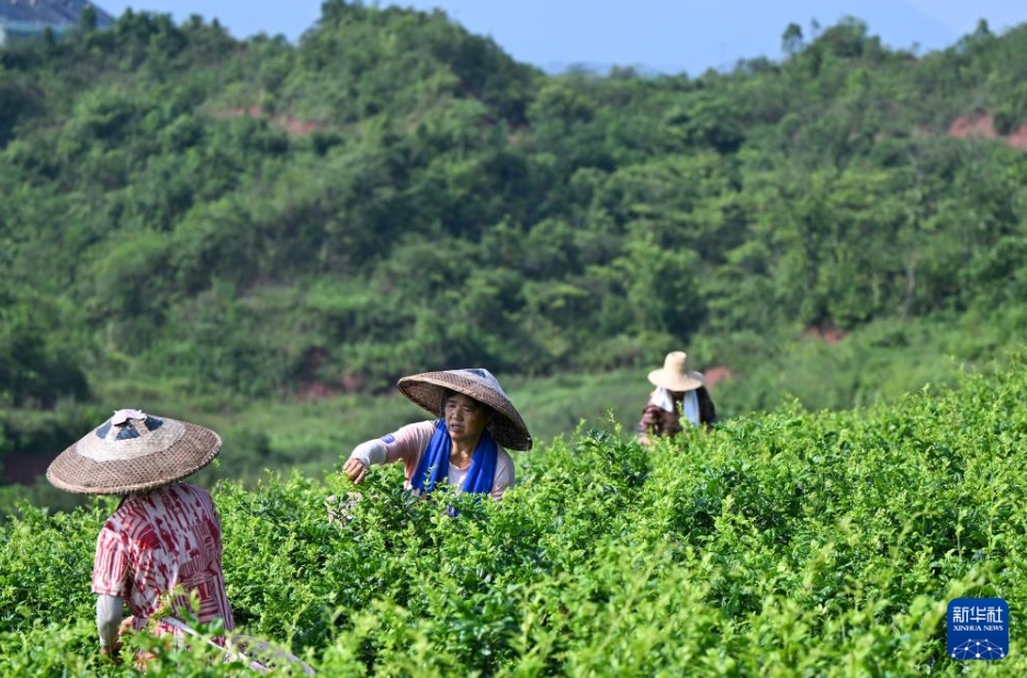 農家の富裕化と産業振興に寄与する「藤茶」　湖北省来鳳