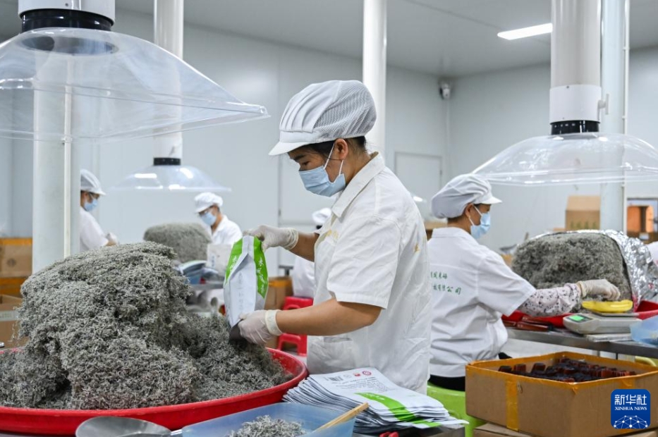 農家の富裕化と産業振興に寄与する「藤茶」　湖北省来鳳