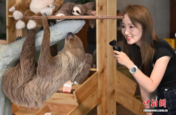 人気を集める「ナマケモノカフェ」　浙江省杭州市