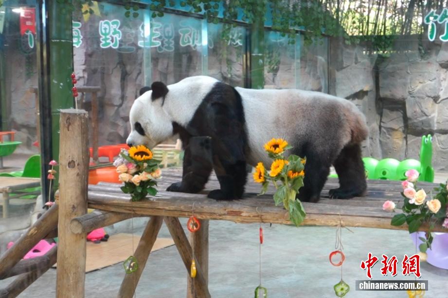 ジャイアントパンダの「霊岩」が8歳に　河南省洛陽