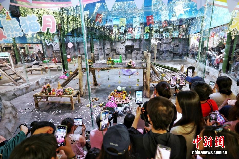 ジャイアントパンダの「霊岩」が8歳に　河南省洛陽