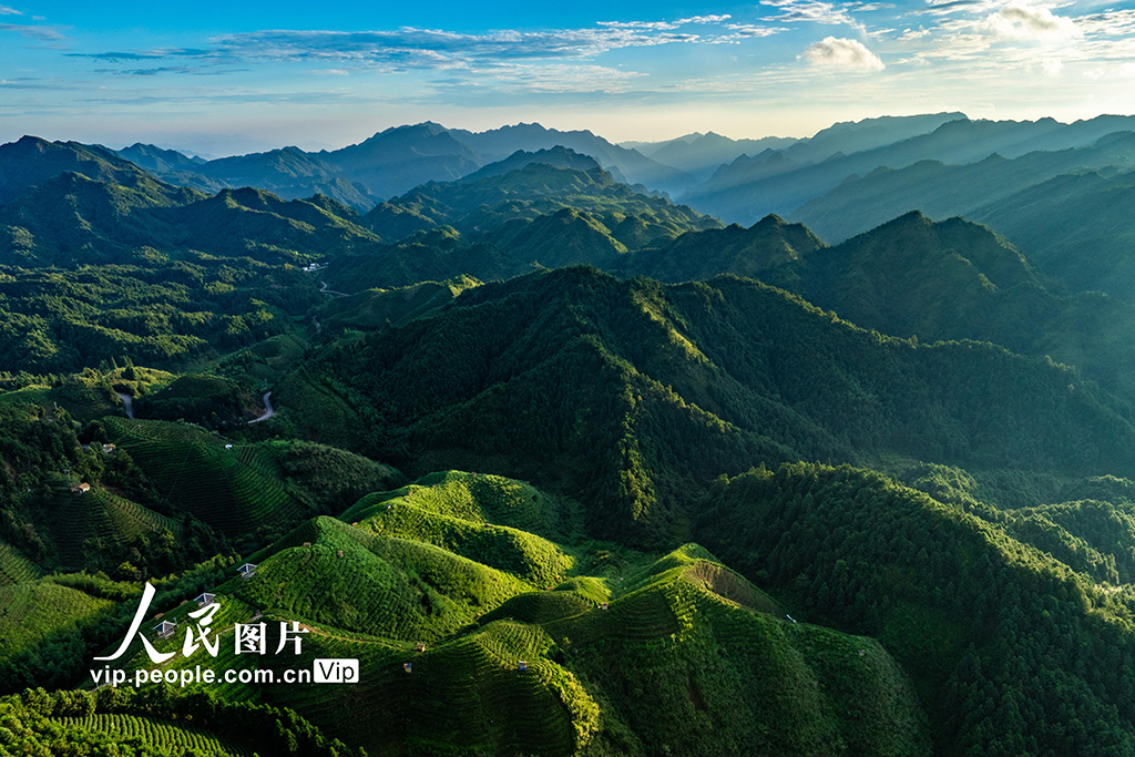 高山茶畑の美しい朝景色　 広西・金秀